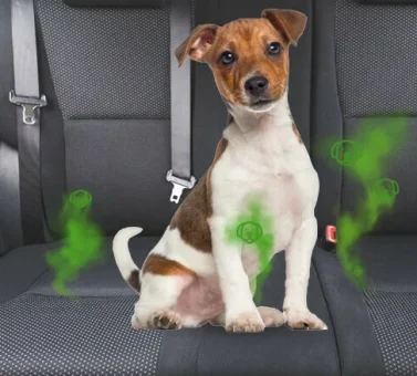 چگونه از بوی حیوانات خانگی در ماشین خود خلاص شوید